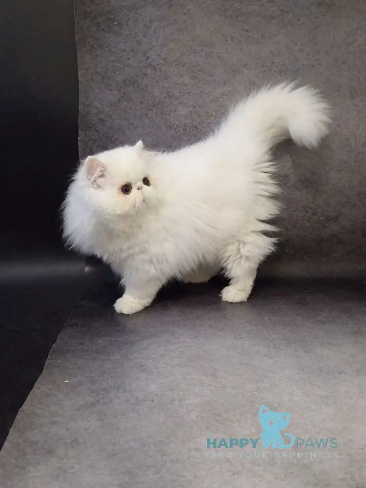 Luka Persian male white live animals