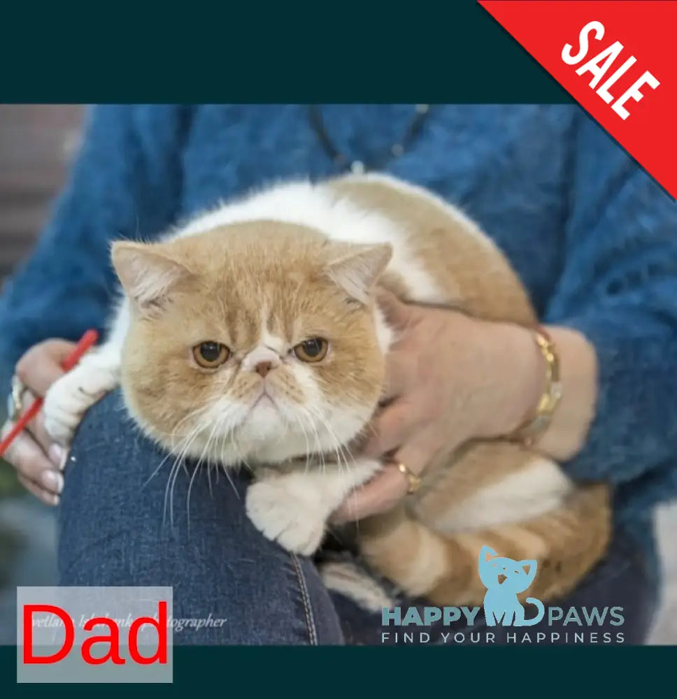 Luka Persian male white live animals