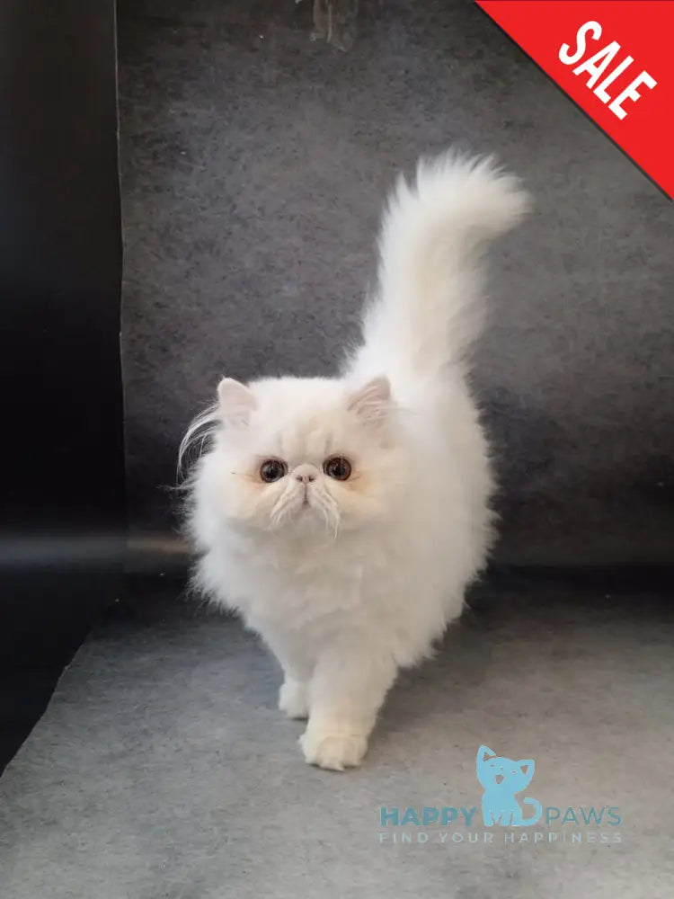 Luka Persian male white live animals