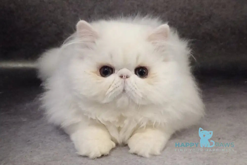 Luka Persian male white live animals