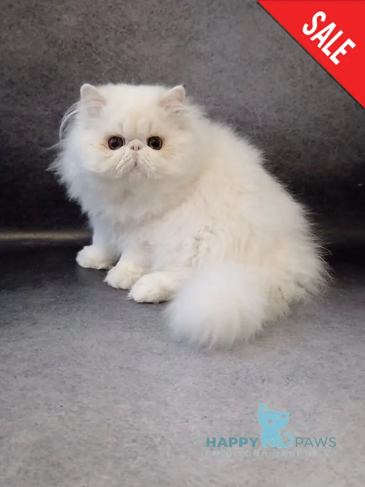 Luka Persian male white live animals