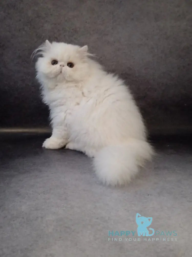 Luka Persian male white live animals