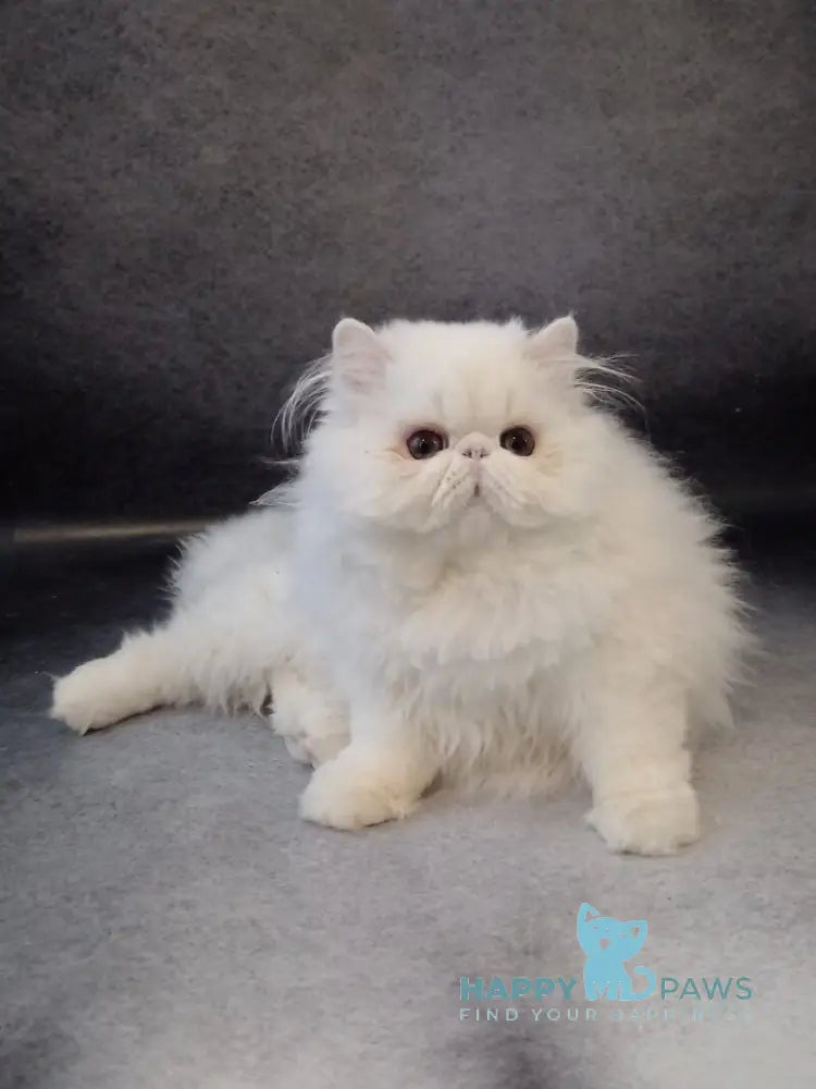 Luka Persian male white live animals