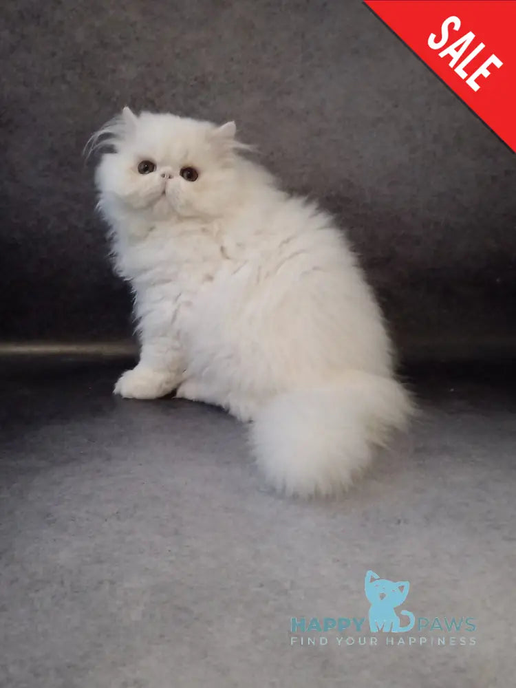 Luka Persian male white live animals