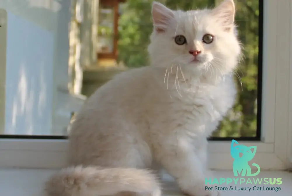 Luka Siberian male cream silver tabby - live animals