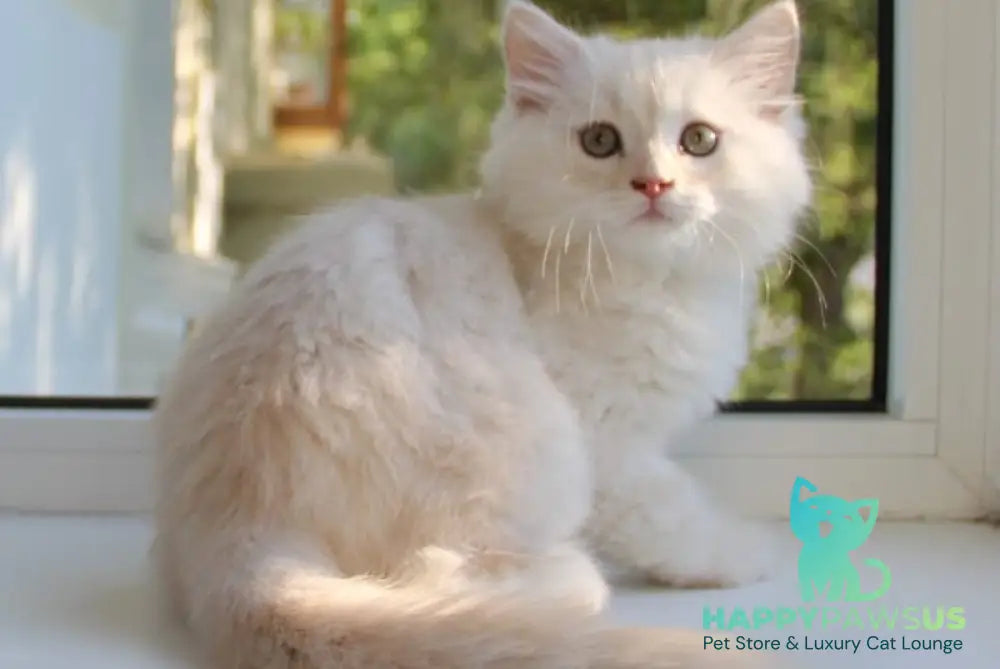 Luka Siberian male cream silver tabby - live animals