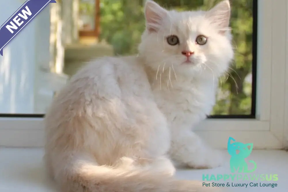 Luka Siberian male cream silver tabby - live animals