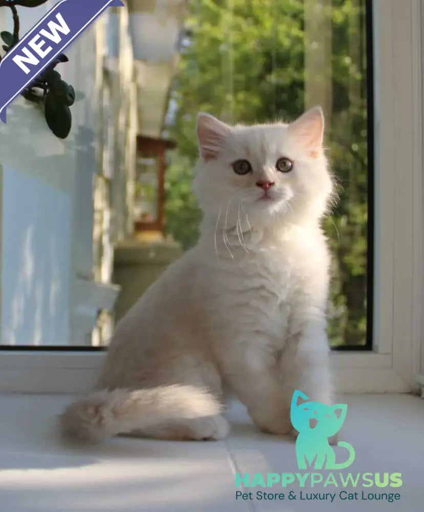 Luka Siberian male cream silver tabby - live animals