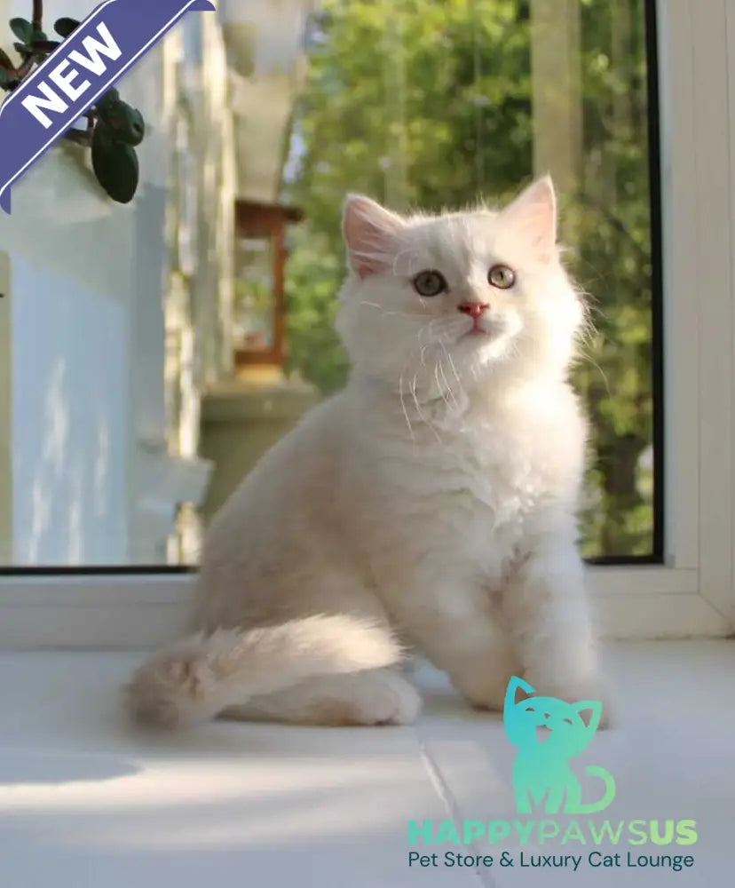 Luka Siberian male cream silver tabby - live animals