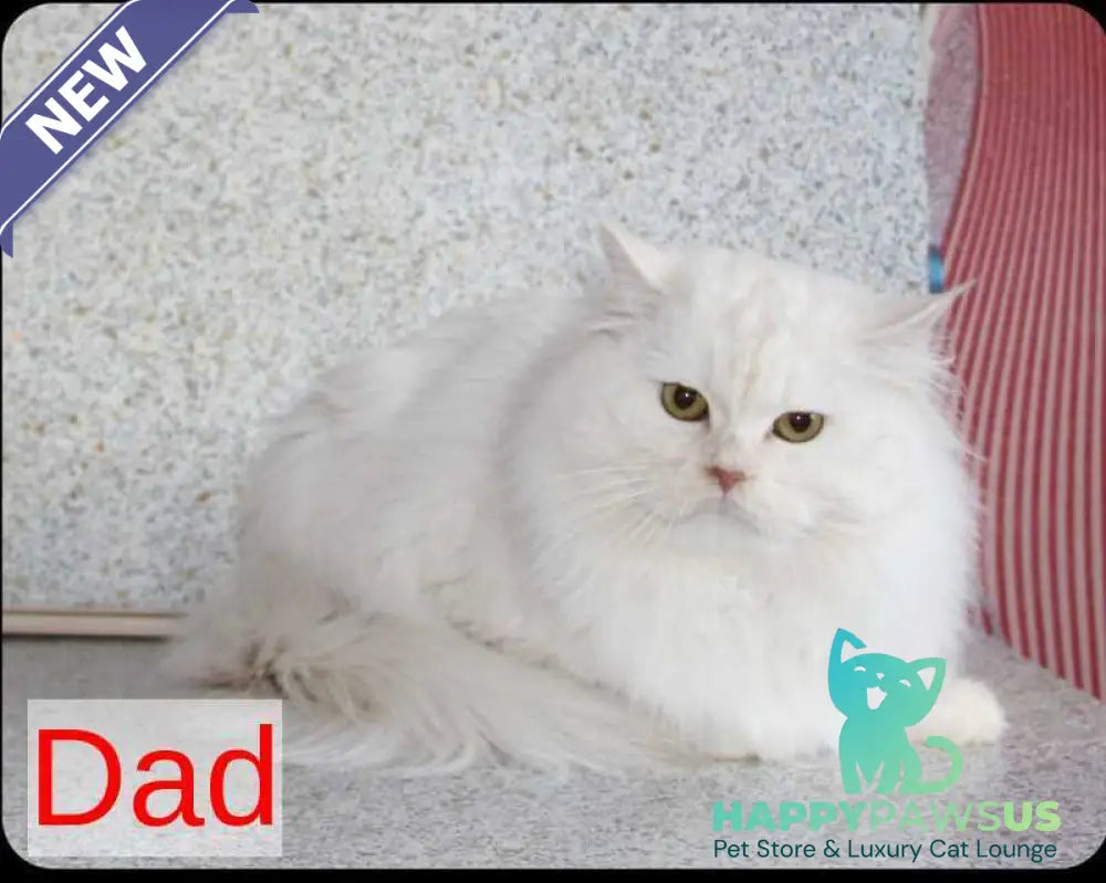 Luka Siberian male cream silver tabby - live animals