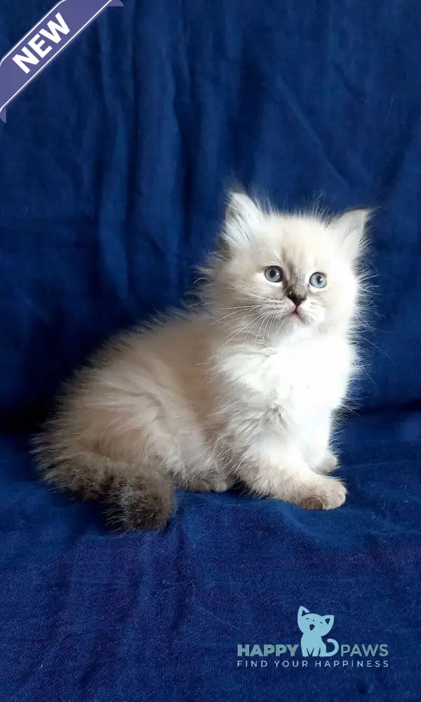 Luka Siberian male seal tabby pointed live animals