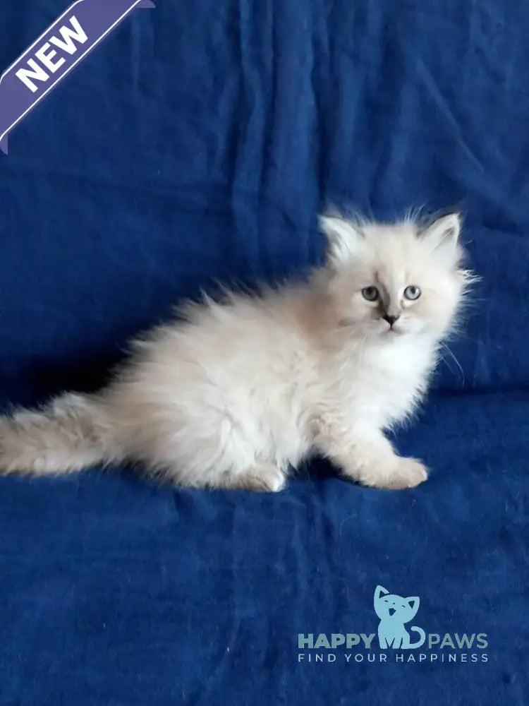 Luka Siberian male seal tabby pointed live animals