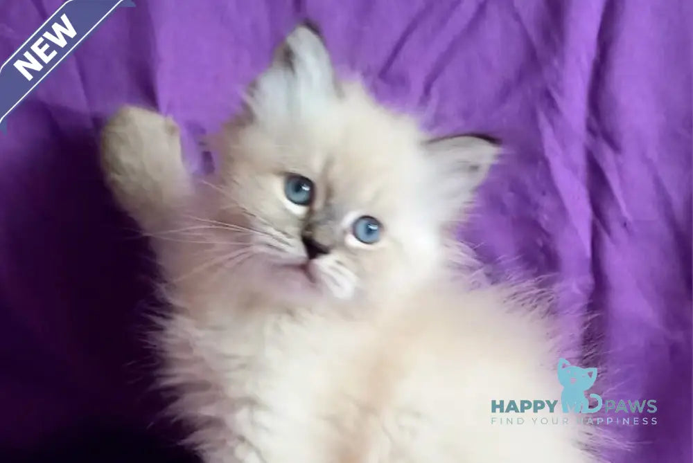 Luka Siberian male seal tabby pointed live animals