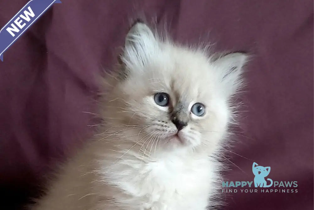 Luka Siberian male seal tabby pointed live animals