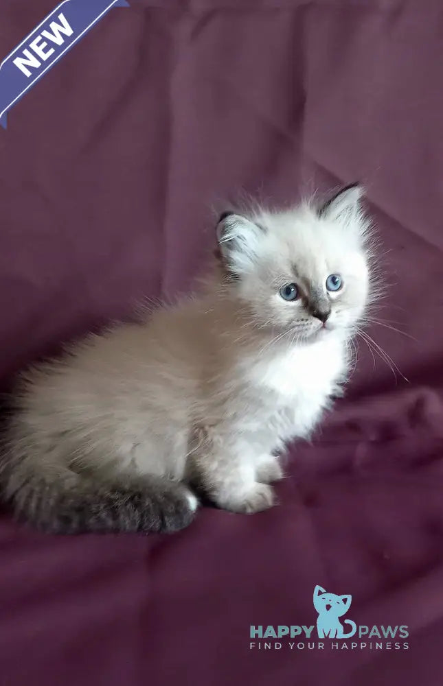 Luka Siberian male seal tabby pointed live animals