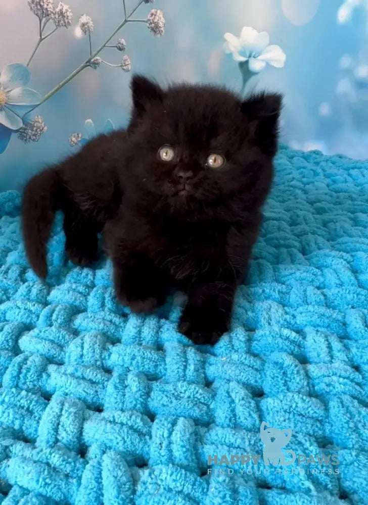 Lukas British Shorthair male black live animals