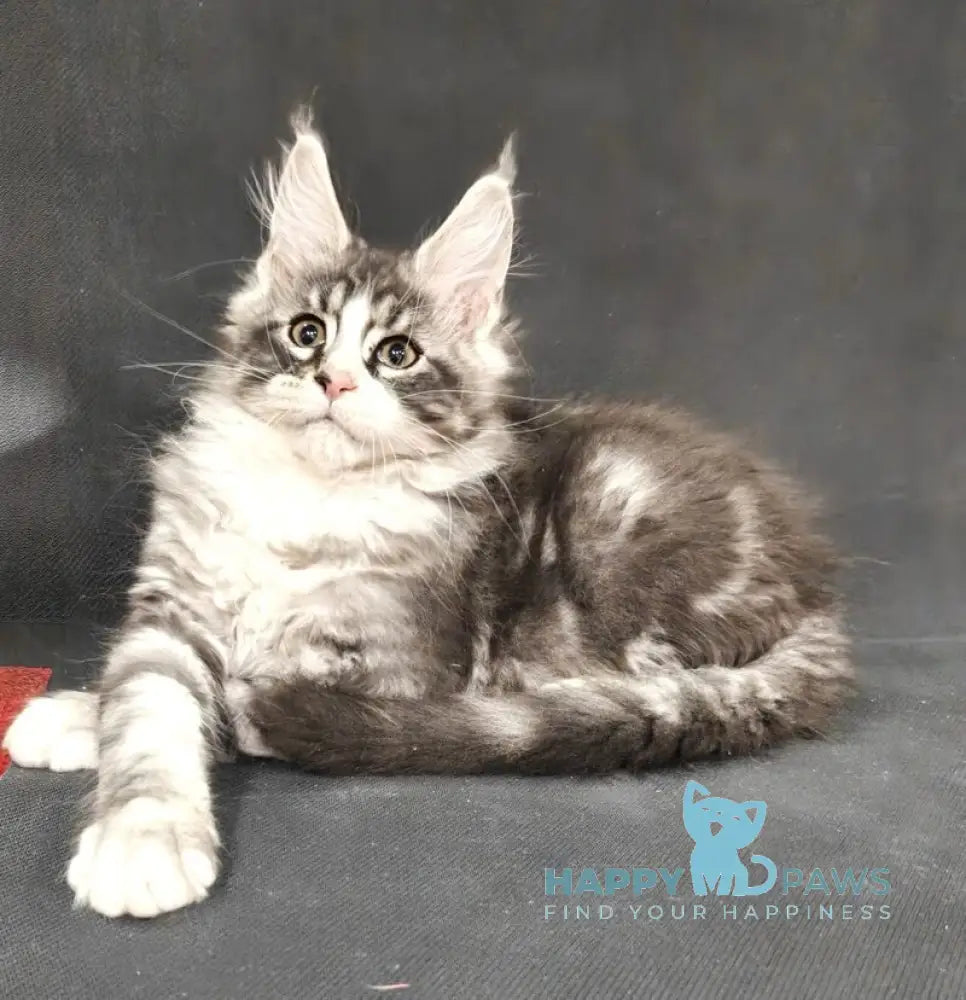 Lukas Maine Coon male black silver tabby with white live animals