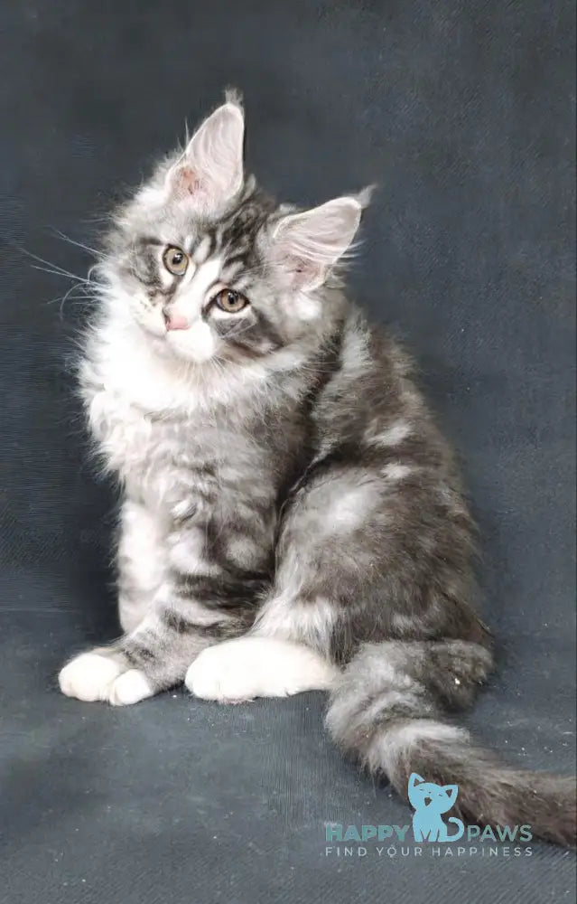 Lukas Maine Coon male black silver tabby with white live animals