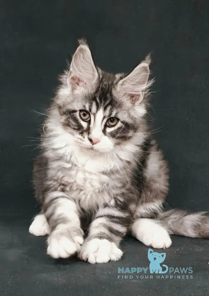 Lukas Maine Coon male black silver tabby with white live animals