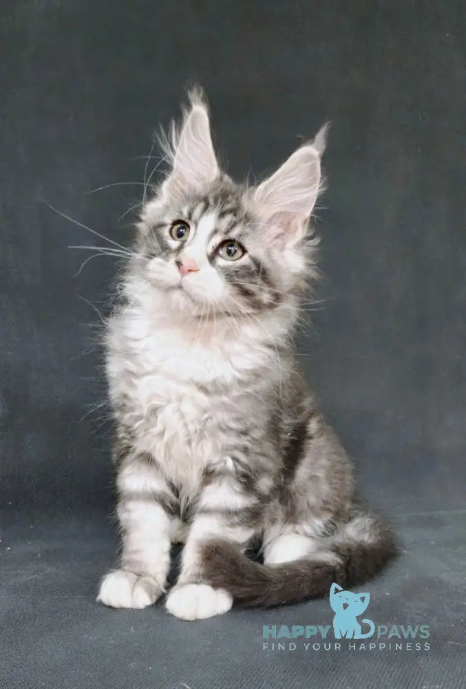 Lukas Maine Coon male black silver tabby with white live animals