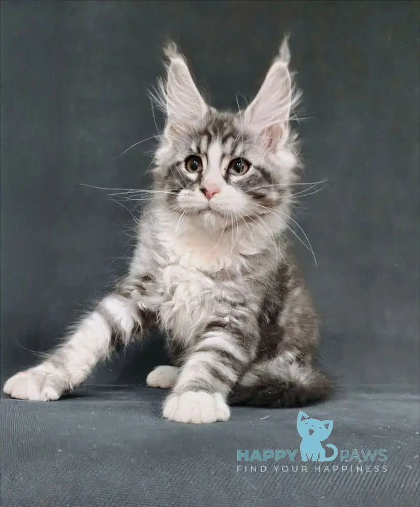 Lukas Maine Coon male black silver tabby with white live animals