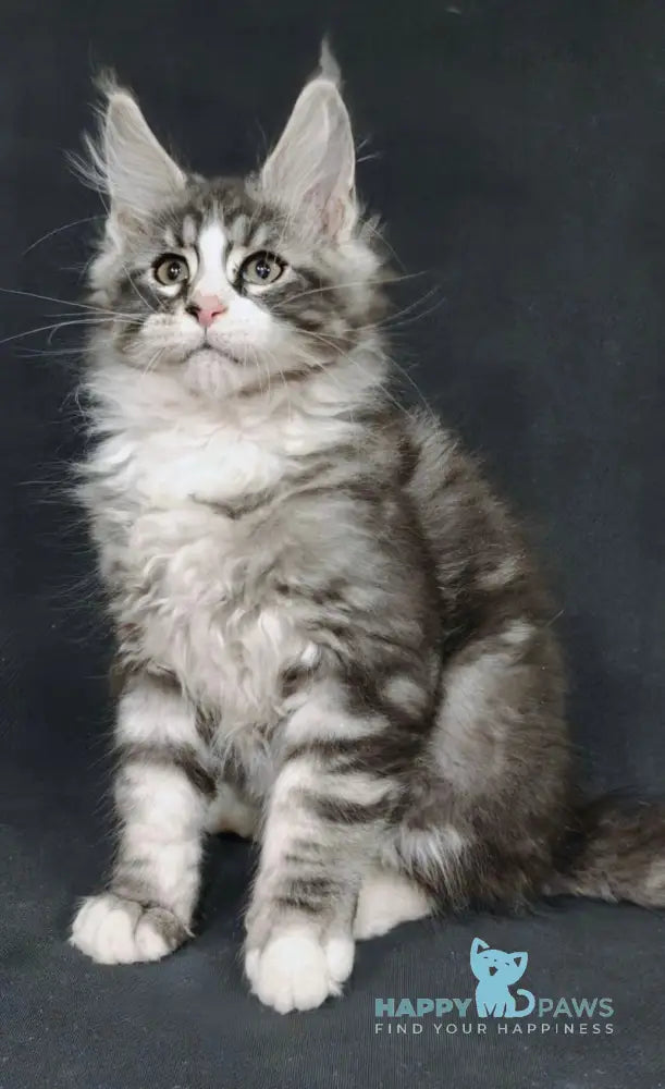 Lukas Maine Coon male black silver tabby with white live animals