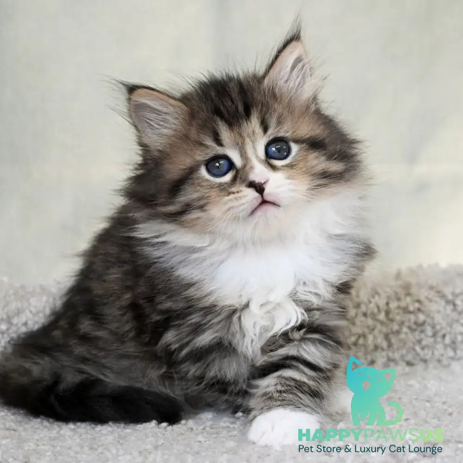 Lukas Siberian male black spotted tabby with white - live animals