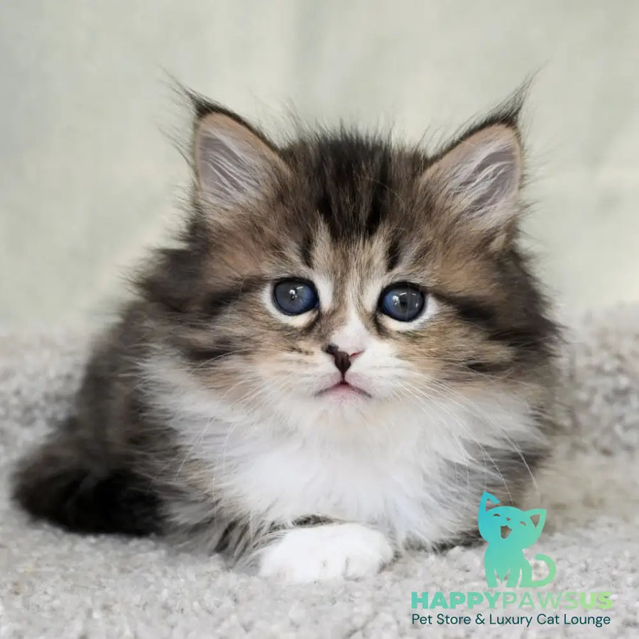 Lukas Siberian male black spotted tabby with white - live animals