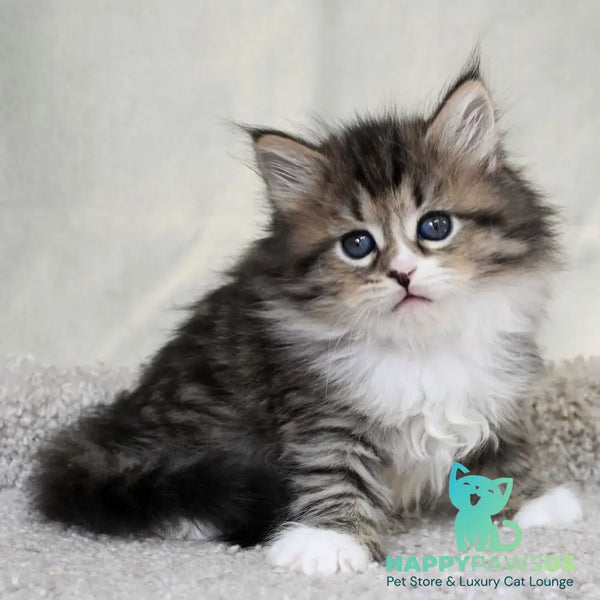 Lukas Siberian male black spotted tabby with white - live animals