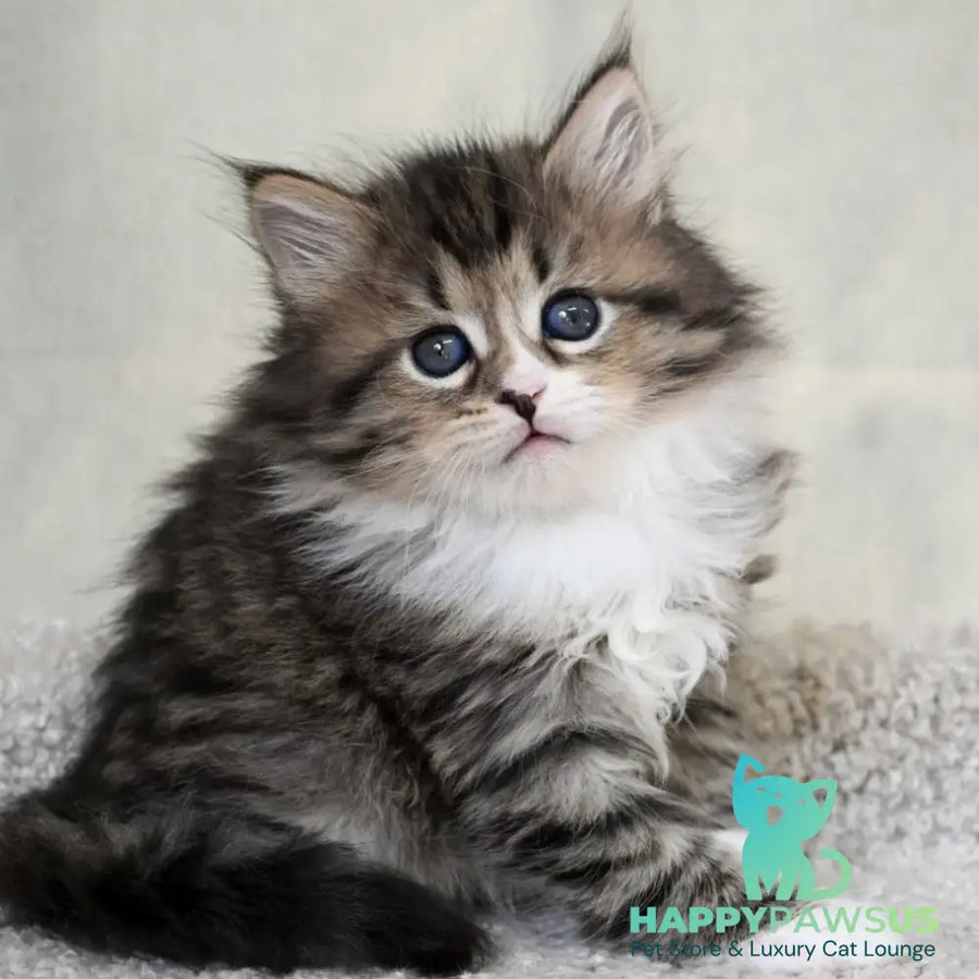 Lukas Siberian male black spotted tabby with white - live animals