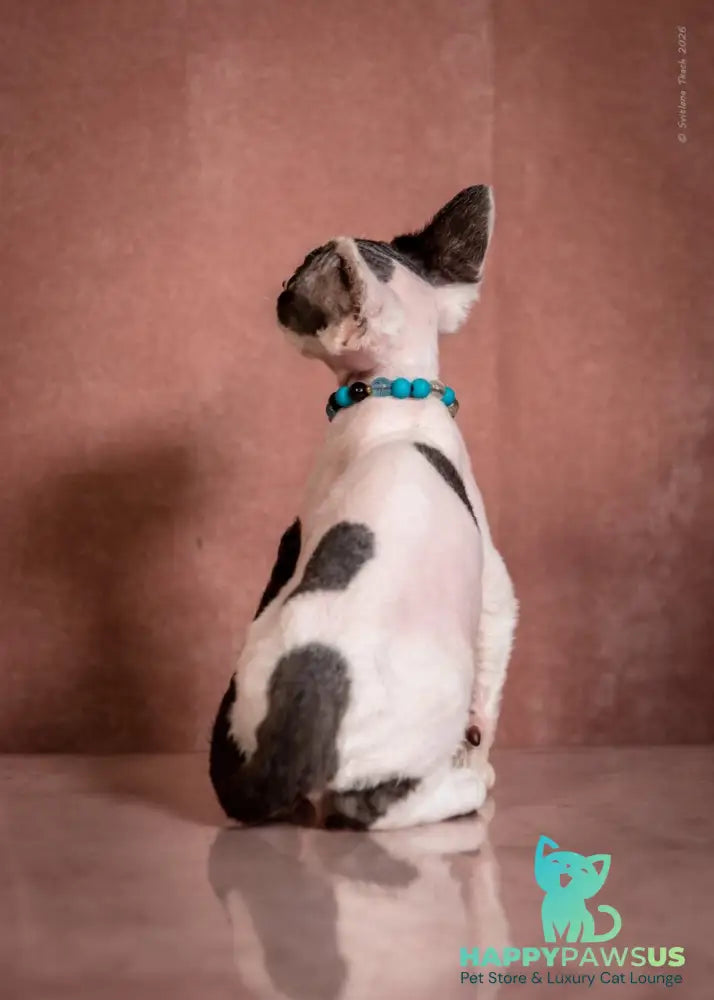 Luke Devon Rex male black harlequin - live animals