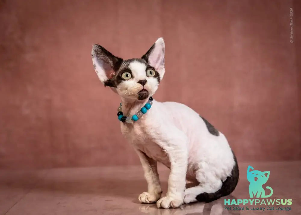Luke Devon Rex male black harlequin - live animals