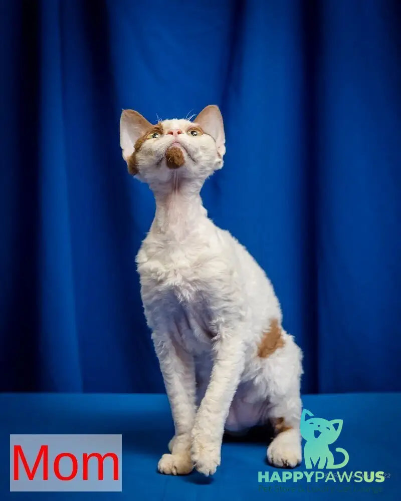 Luke Devon Rex male black harlequin - live animals