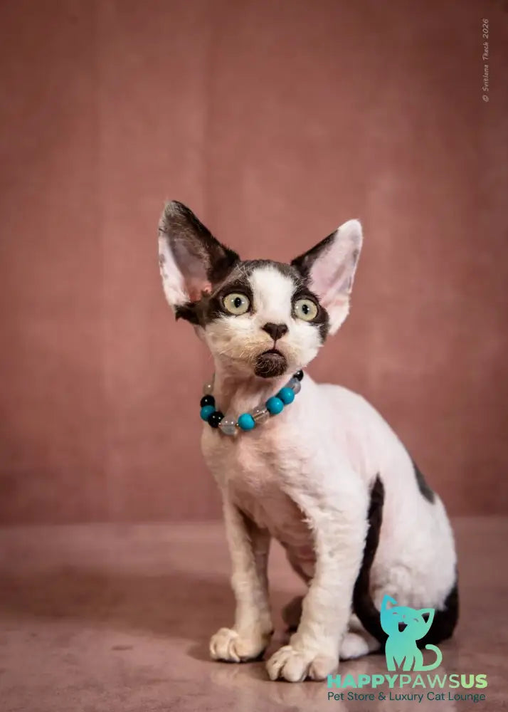 Luke Devon Rex male black harlequin - live animals