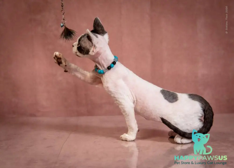 Luke Devon Rex male black harlequin - live animals