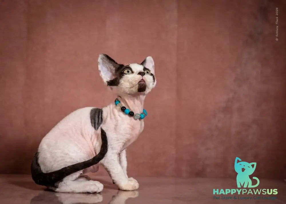 Luke Devon Rex male black harlequin - live animals