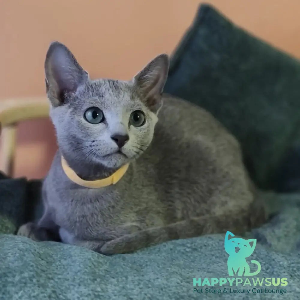 Luke Russian Blue male blue - live animals