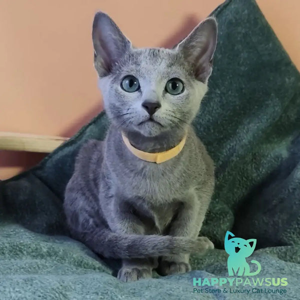 Luke Russian Blue male blue - live animals