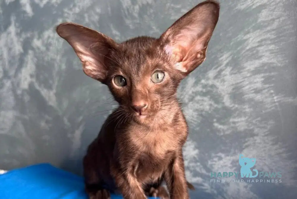 Lukeria Oriental Shorthair female chocolate - live animals