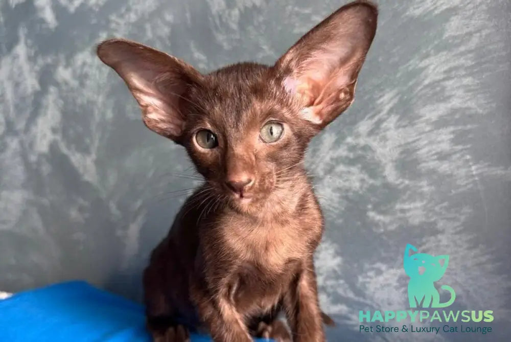 Lukeria Oriental Shorthair female chocolate - live animals