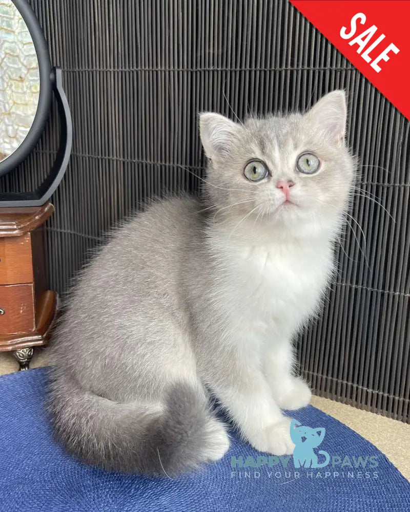 Lukerya Scottish Straight female blue golden bicolour live animals