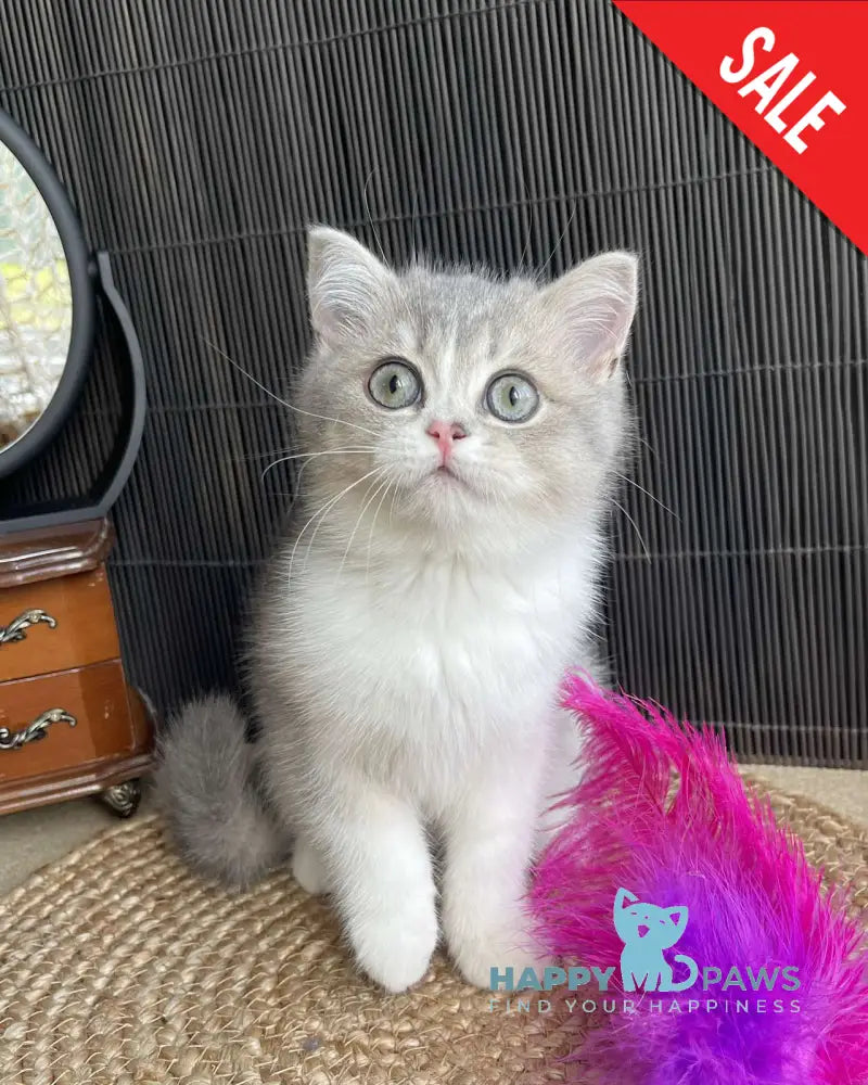 Lukerya Scottish Straight female blue golden bicolour live animals