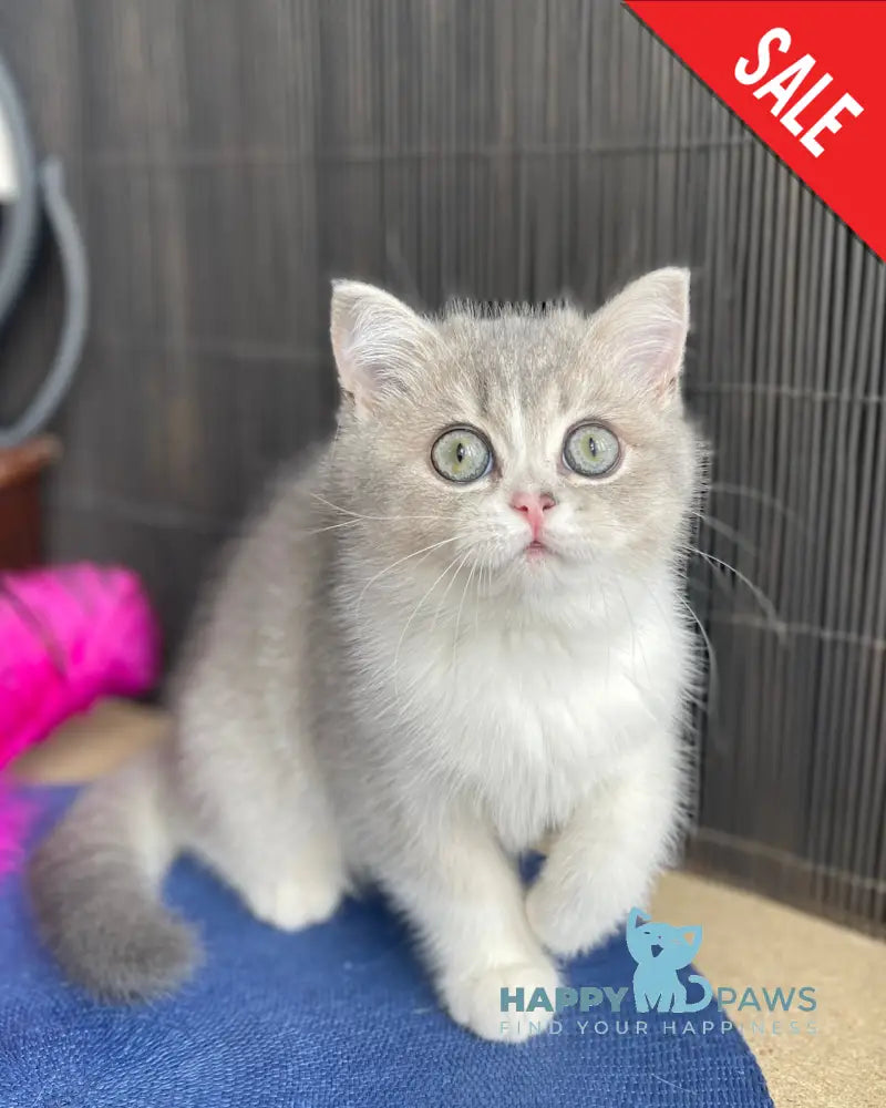 Lukerya Scottish Straight female blue golden bicolour live animals