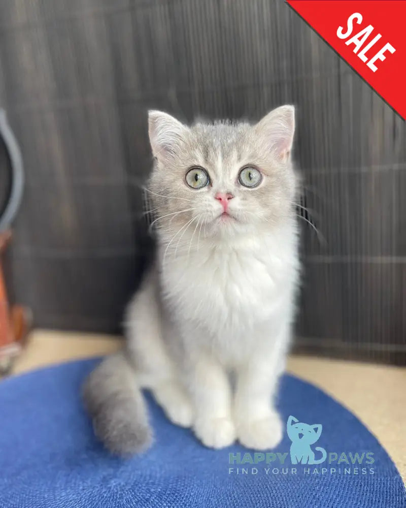 Lukerya Scottish Straight female blue golden bicolour live animals