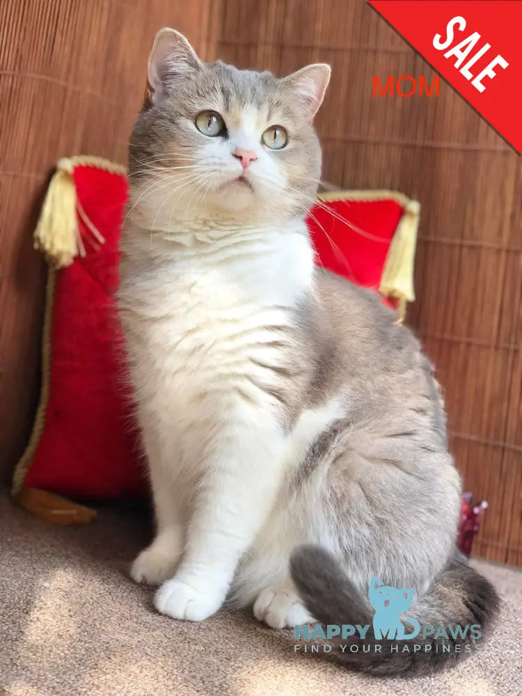 Lukerya Scottish Straight female blue golden bicolour live animals