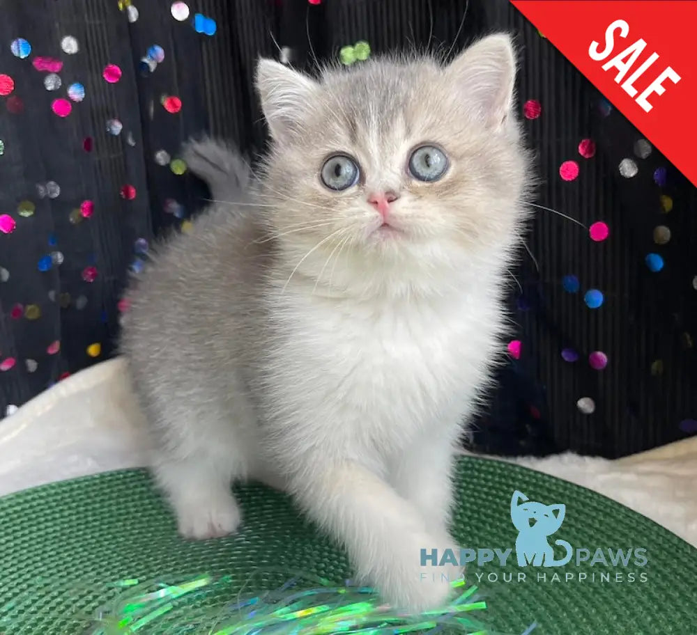Lukerya Scottish Straight female blue golden bicolour live animals