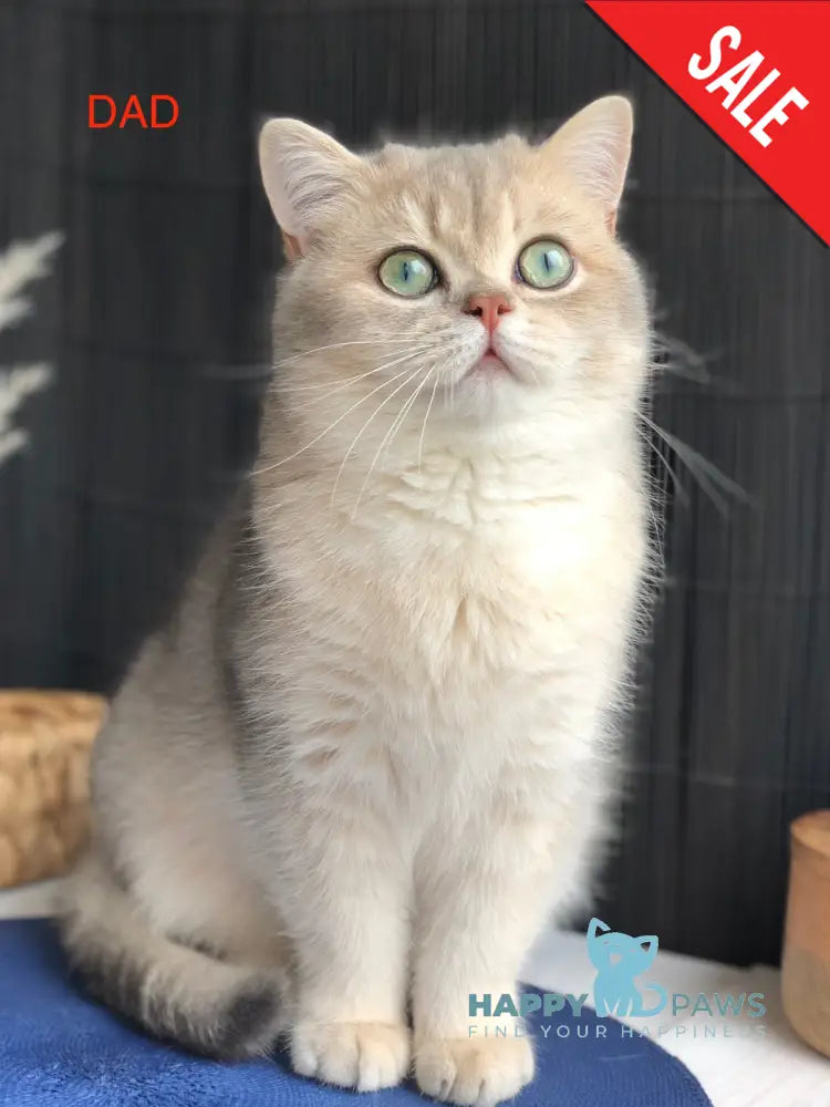 Lukerya Scottish Straight female blue golden bicolour live animals