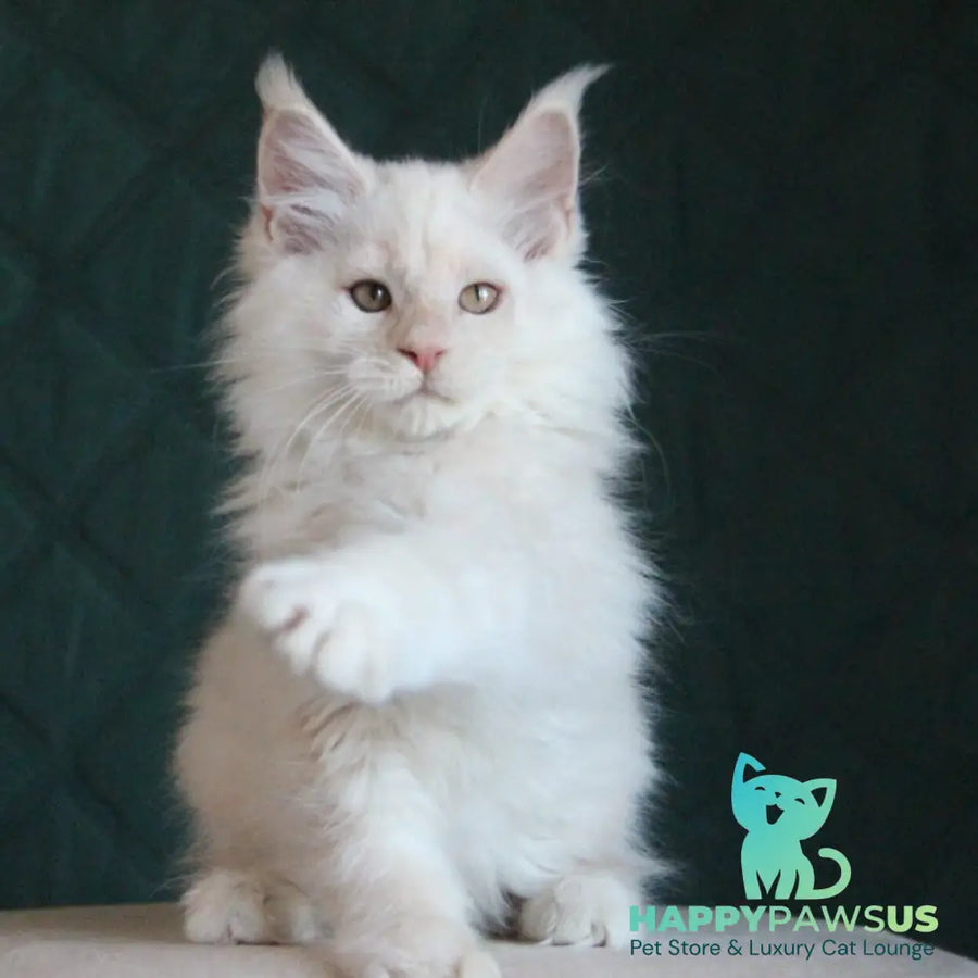 Lukum Maine Coon male red silver tabby - live animals