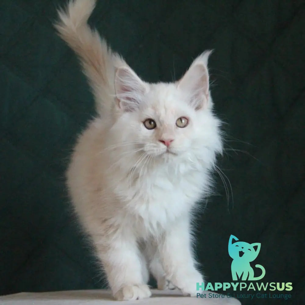 Lukum Maine Coon male red silver tabby - live animals