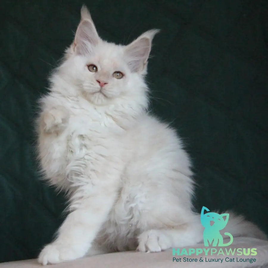 Lukum Maine Coon male red silver tabby - live animals